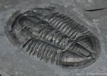 Inch Asaphiscus Trilobite From Utah #244-2